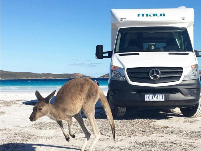A motorhome parked up on an Australian beach next to a kangaroo