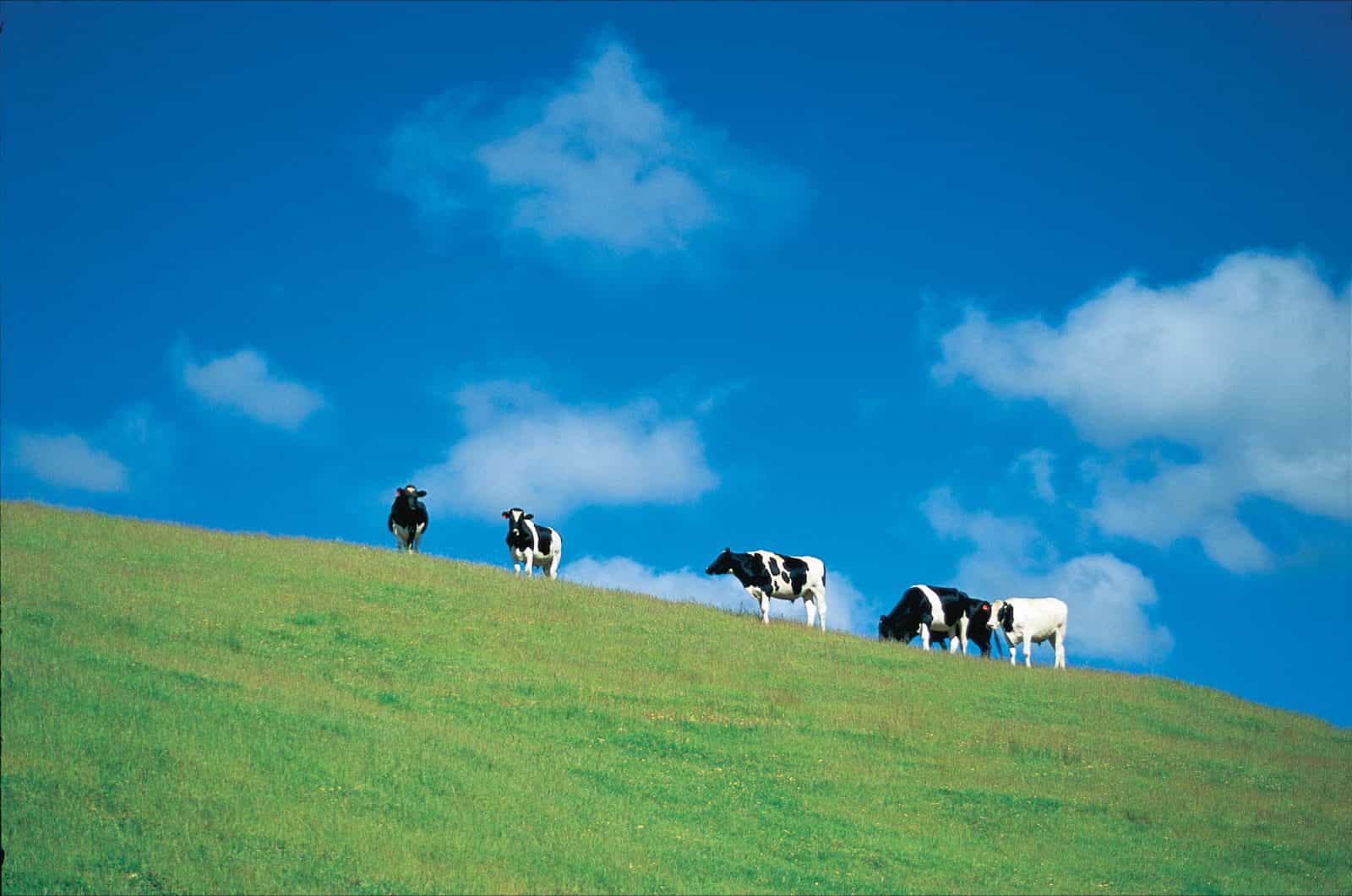 Cows in paddock, near Bridgetown