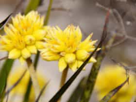 Cataby, Western Australia