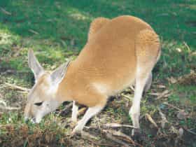Caversham, Western Australia