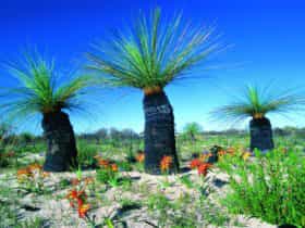 Eneabba, Western Australia