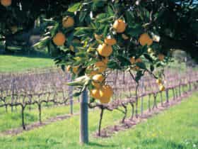 Harvey, Western Australia