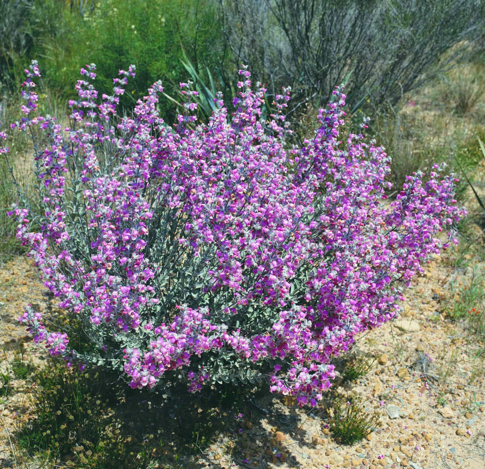Kukerin, Western Australia