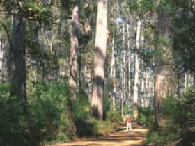 Manjimup, Western Australia
