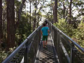 Valley of the Giants, Tree Top Walk