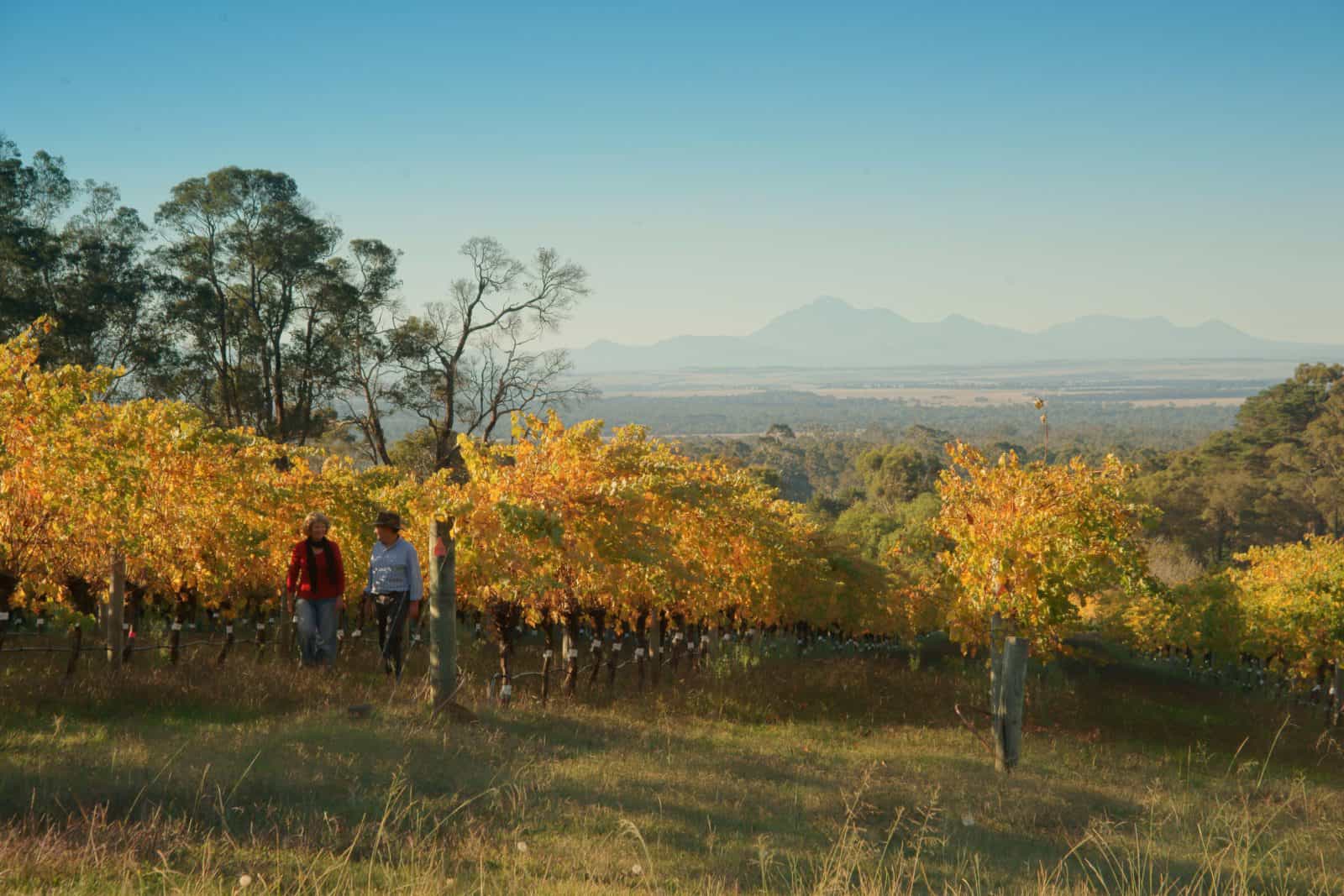 View from vineyard to the Stirling Range National Park