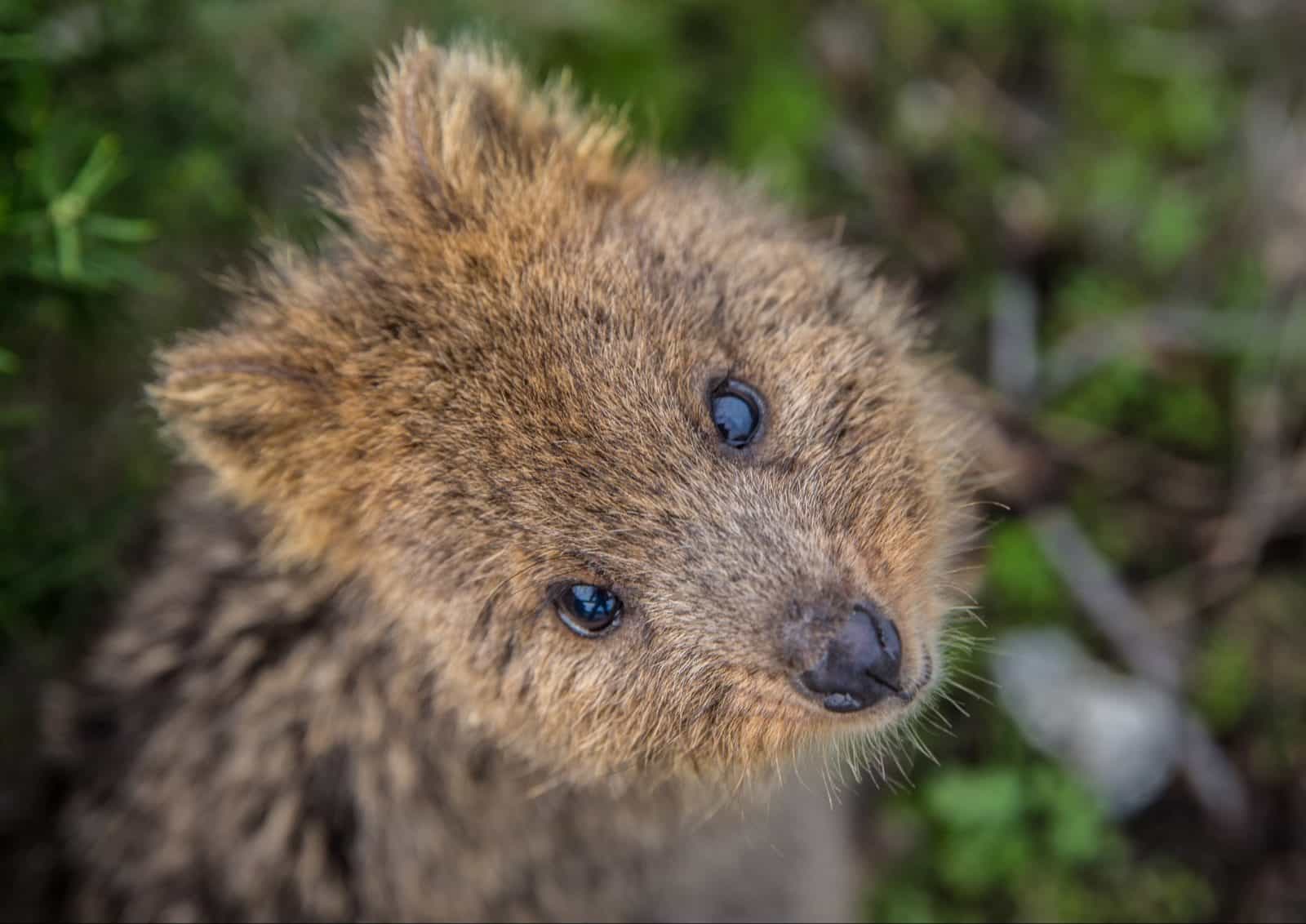 Rottnest Island, Western Australia