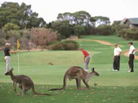 The Vines, Western Australia