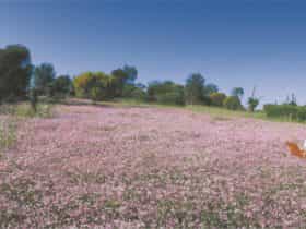 Three Springs, Western Australia