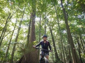 Riding through the jungle on mountain bikes