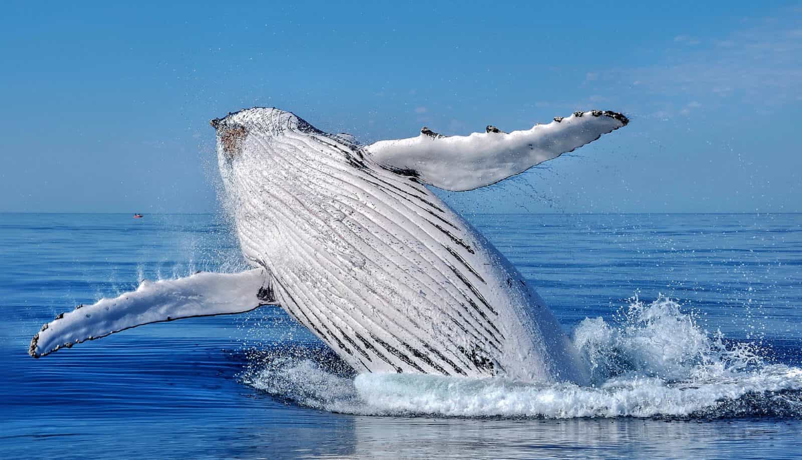 All Sea Charters Whale Watching, Busselton, Western Australia