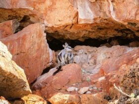 Black-footed rock wallaby