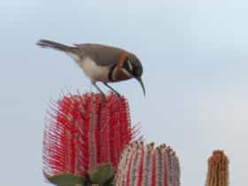 Birding South West, Manjimup, Western Australia