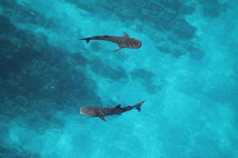 Whale sharks