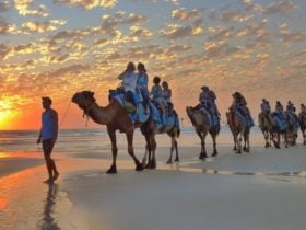 Broome Camel Safaris, Cable Beach, Western Australia