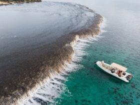 Waterfall Reef Sea Safari