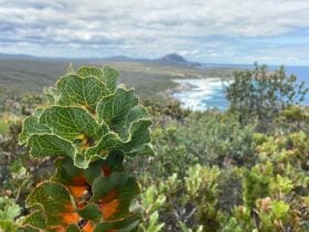 Royal Hakea - East Mt Barren in Background