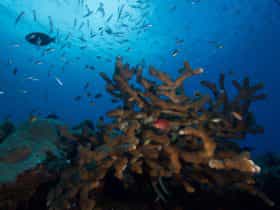 Extra Divers Christmas Island