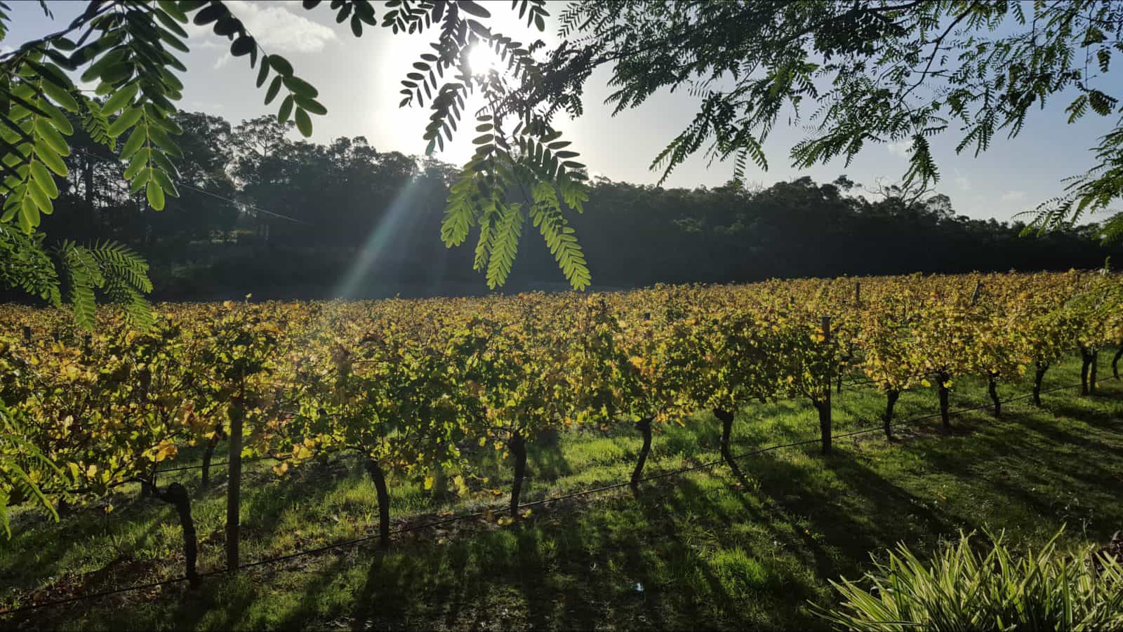 Grape Escape South West Tours, Margaret River, Western Australia