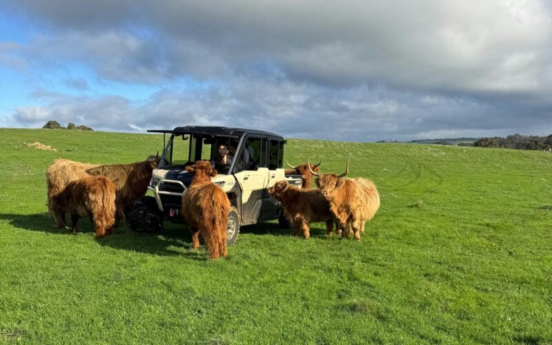 Highland cattle approaching guests in ATV