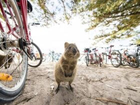 "Person cycling through Rottnest Island with a quokka standing nearby, smiling at the camera."