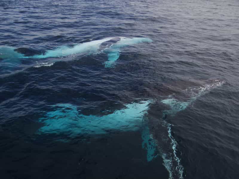Legend Charters, Perth, Western Australia