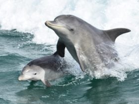 Mandurah Cruises, Mandurah, Western Australia