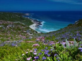Cape to Cape track Margaret RIver