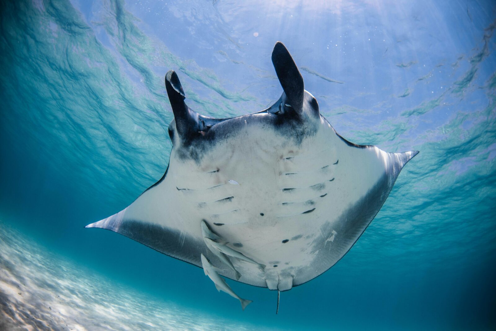 Manta Ray Coral Bay