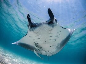 Manta Ray Coral Bay