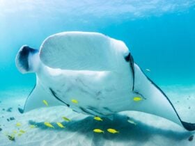 Ningaloo Reef Dive and Snorkel, Coral Bay, Western Australia