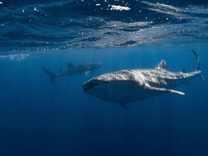 Whalesharks swimming