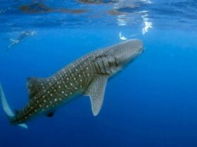 Whalesharks with Swimmers