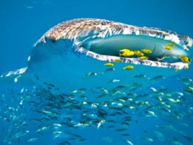 Ningaloo Whaleshark n Dive, Exmouth, Western Australia