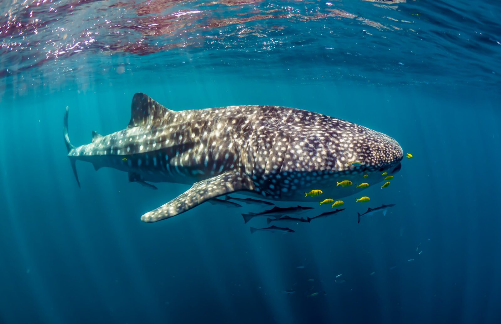 Whale Shark