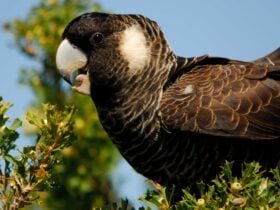 Perth Birds and Bush, Leeming, Western Australia