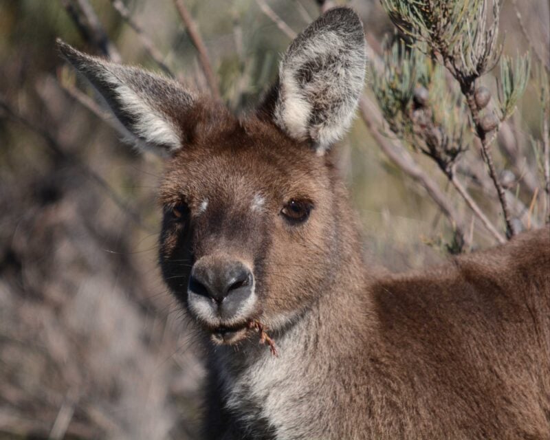 Perth Birds and Bush, Leeming, Western Australia