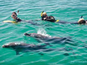 Rockingham Wild Encounters, Rockingham Beach, Western Australia