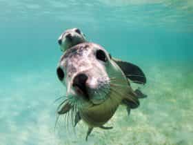 Sea Lion Charters, Jurien Bay, Western Australia