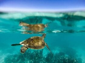 Turtle Nesting Season, Exmouth, Western Australia