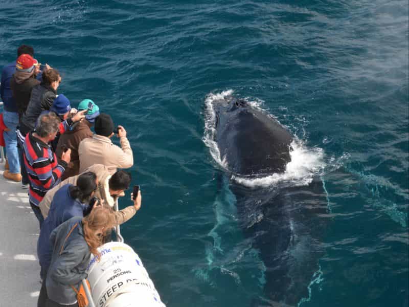 Whale Watch Western Australia, Fremantle, Western Australia