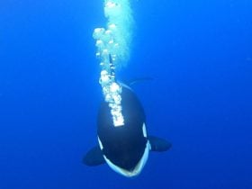 Whale Watch Western Australia, Fremantle, Western Australia