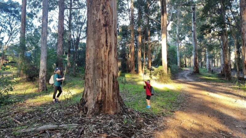 Hiking amongst the karri, jarrah and marri trees