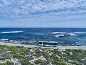 Quokka Coaches Bus Tours, Rottnest, Western Australia