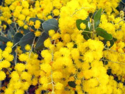 Wattle - Australian Floral Emblem